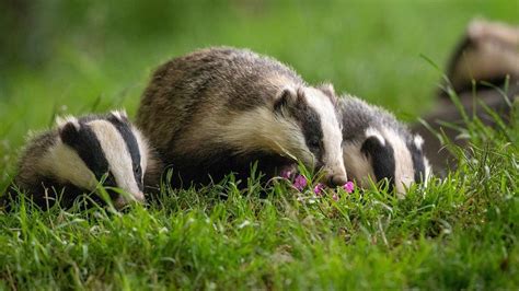 How To Deter Badgers From Eating Your Bulbs Peter Nyssen
