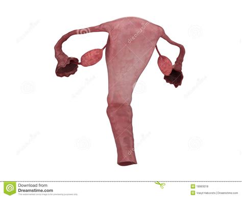Gynecologist showing a picture with uterus to a young woman patient, explaining the features of women's health during a medical consultation in the office. Fallopian Tubes With Uterus And Ovaries Stock Illustration ...