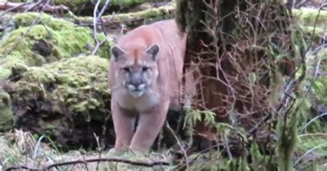 Video Cougar Allegedly Stalks Man On Vancouver Island Georgia