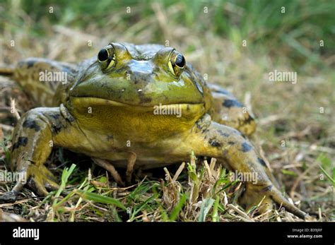 American Bullfrog Rana Catesbeiana Lithobates Catesbeianus Male On