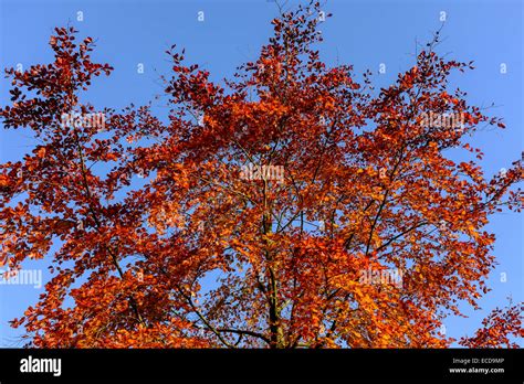 Burnt Orange Autumnal Trees Against A Deep Blue Sky Stock Photo Alamy