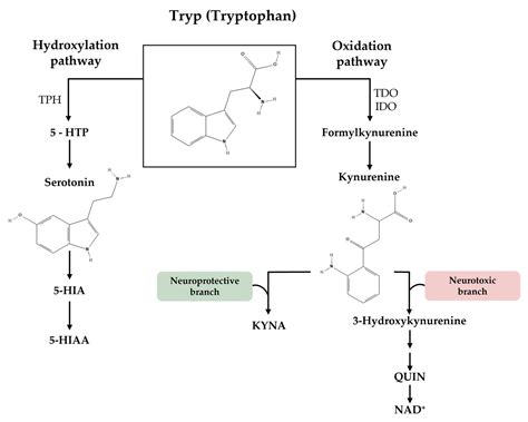 Ijms Free Full Text Sex Differences In Tryptophan Metabolism A Systematic Review Focused On
