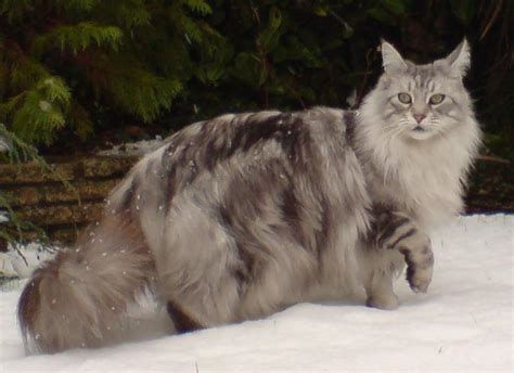 Are Maine Coon Cats Really From Maine Maine Public