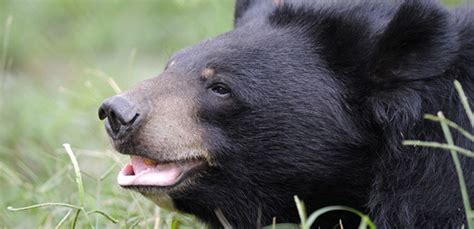 End Bear Bile Farming Lets Raise Awareness About The Unnecessary And