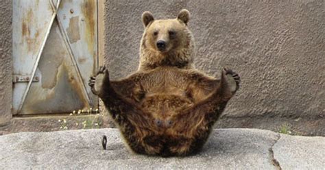 Yoga Bear Incredible Pictures Of The Bear Who Performs Yoga Routine In