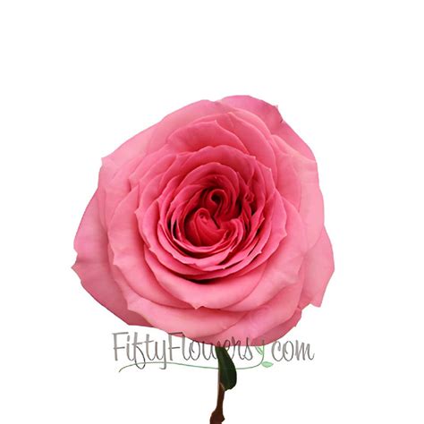 Wholesale Martina Princess Pink Rose ᐉ Bulk Martina Princess Pink Rose