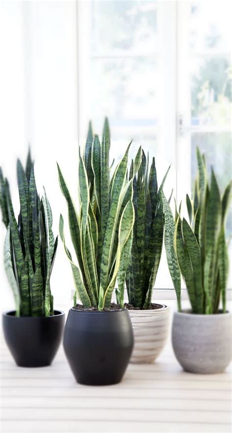 Decoración con plantas en las ventanas. Decorar el baño con plantas: 7 ideas para que añadas un ...