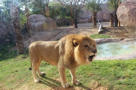 Al Ain Zoo Guide Attractions Tickets Timings And More