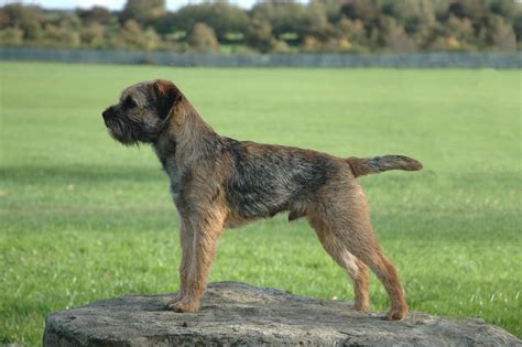 Bald patches or hair loss across parts of the body is a surprisingly common problem in dogs, and can range from minor to severe. Border Terrier - Pictures, Information, Temperament ...