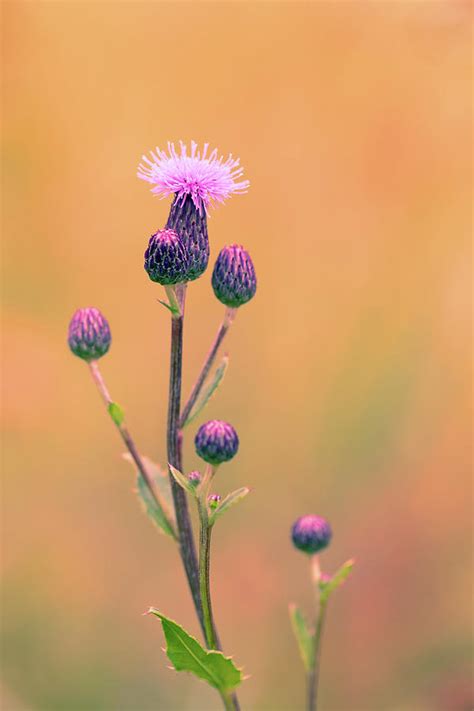 Flower Musk Thistle Carduus Nutans Photograph By Artush Foto Fine