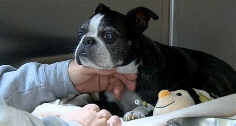 Blind Senior Dog Survives 15 Story Fall And Lands In Hot Tub