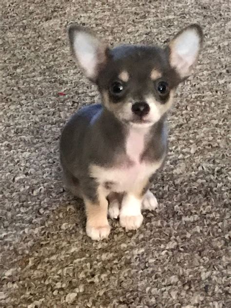 Mattesons Tiny Chihuahuas Chihuahua Puppies For Sale Born On 1104