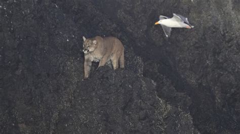 Cougar Encounter On Haystack Rock Prompts Beach Shutdown In Oregon