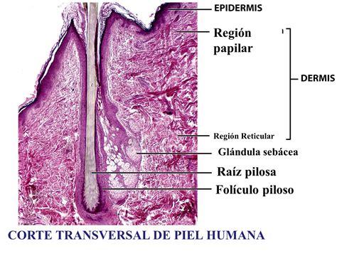 Tejido Epitelial De La Piel Y La Piel Corte Transversal De Piel Humana