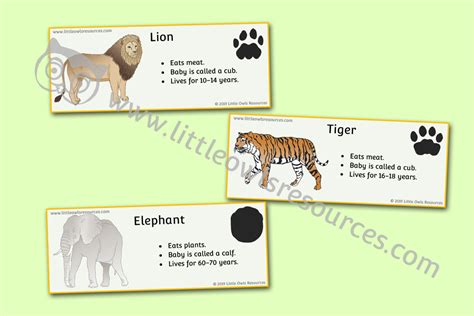 Free Zoo Animal Fact Cards Printable Early Yearsey Eyfs Resource