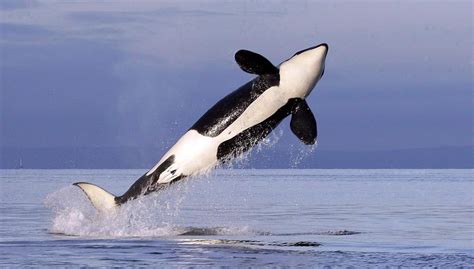 Feds Expand Endangered Southern Resident Killer Whale Protections