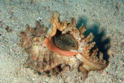 Purpurschnecke f zool purple shell (oder snail). Purpurschnecke