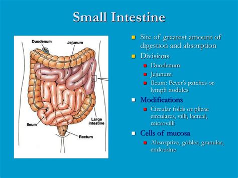 ppt digestive system anatomy powerpoint presentation free download id 5880030