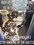 How is it a bad title? Dog Shaming