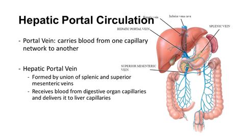 Hepatic Portal Vein Medical Yukti