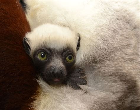 Lemur Zooborns