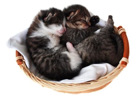 Cute Gray Kitten In Picnic Basket Stock Photo Image Of Looking