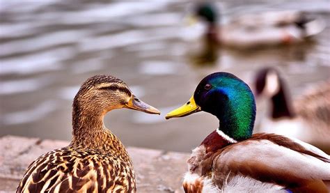 8 Gorgeous Animals Live In Lake That Can Catch Your Eyes