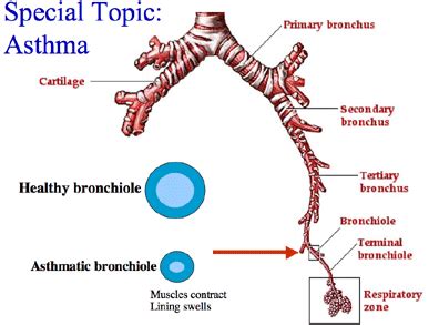 From initial therapies (mdis vs. Pulmonary Ventilation and Calculations