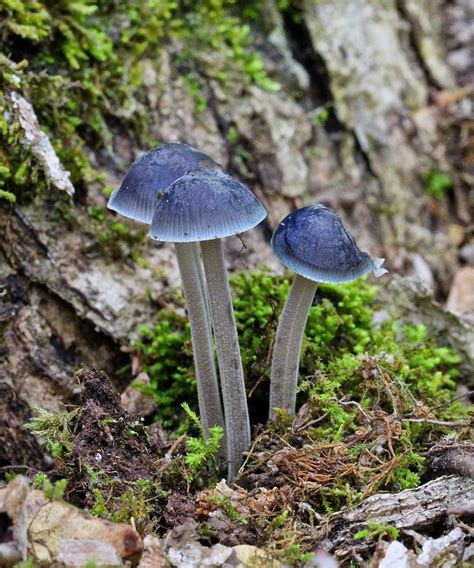 Springfield Plateau Beautiful Fungi