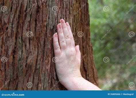 Hand On Tree Trunk Stock Photo Image Of Checking Laying 26805666