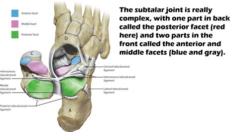 Subtalar Joint Facets