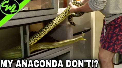 My Anaconda Dont Youtube