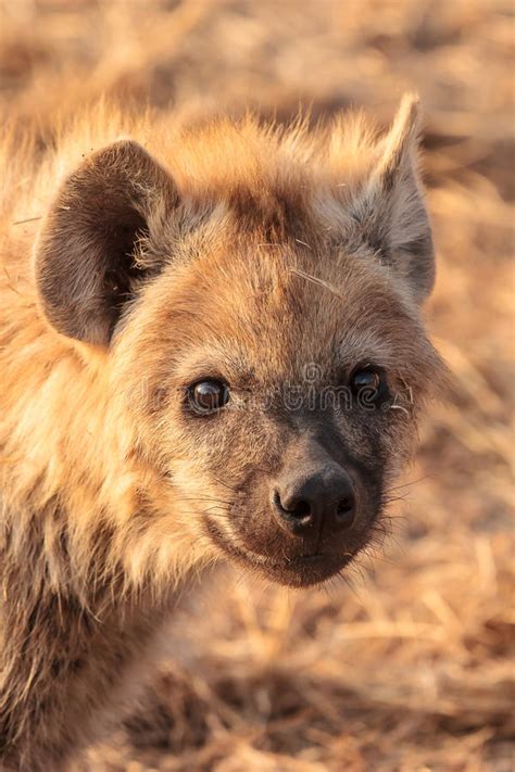 Hyena στοκ εικόνες εικόνα από 30751962