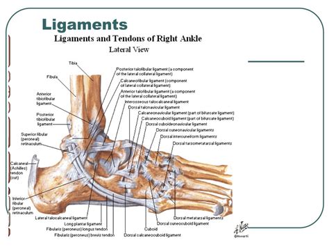 Ppt Ankle And Foot Powerpoint Presentation Free Download Id152709