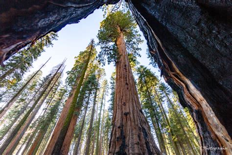 Visiting Sequoia National Park 4 Places To See Explore With Alec
