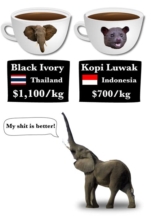 Elephant Poop Coffee Is The Worlds Most Expensive Coffee Now I Love
