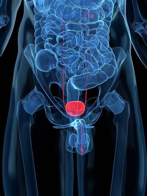 Healthy Prostate Gland Artwork By Sciepro