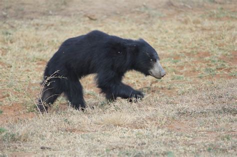Urso Pregui A Animais Selvagens Foto Gratuita No Pixabay Pixabay