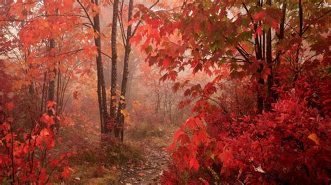 Fall Red Leaves Forest Autumn Hd Wallpapers Epic Desktop Backgrounds
