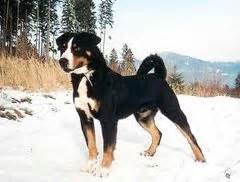 dog site dog breeds appenzell mountain dog