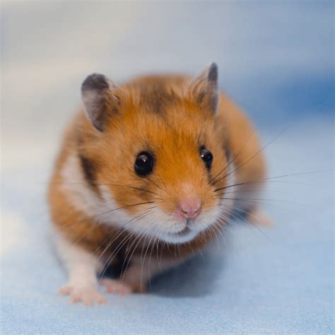 Can Hamsters Live Together In The Same Cage Warning Petrapedia