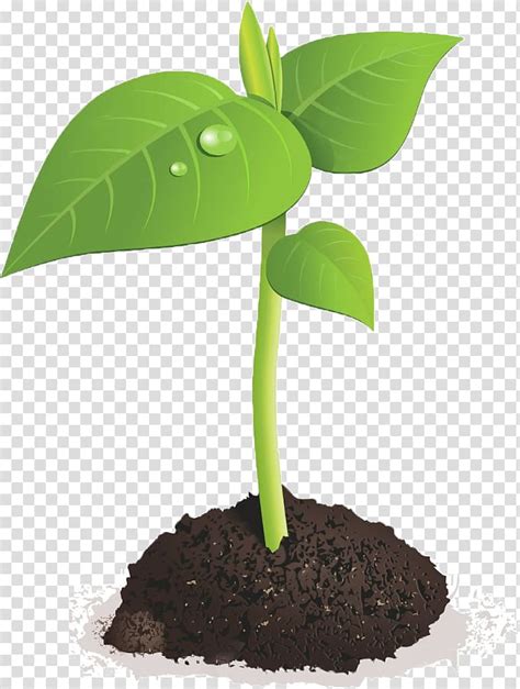 Seedling Clipart Sprouted Seedling Sprouted Transparent Free For Download On Webstockreview