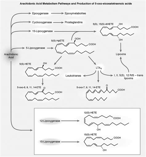 Arachidonic Acid Metabolism Pathways And Production Of Download