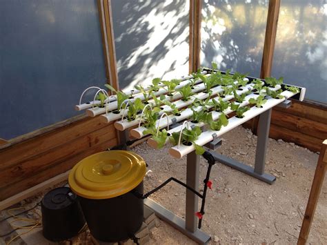 How To Grow Hydroponics At Home