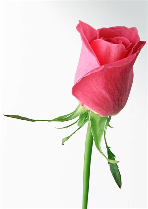 Rose Animated Flowers Picture Comment - ClipArt Best ...
