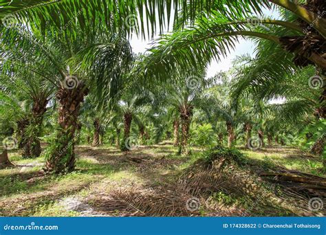 Palm Oil Tree In Palm Plantation Stock Photo Image Of Energy
