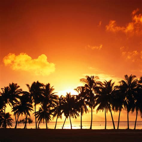 Nature Palm Trees Sunset Download Ipadipad2 Wallpaper