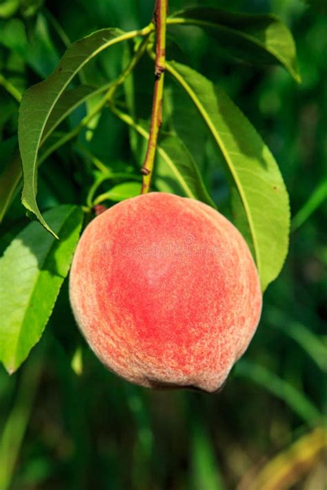 Ripe Peach On Tree Queen Of Fruits Stock Image Image Of Woody