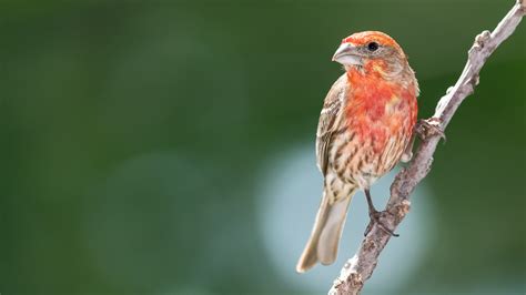 Red Birds In Indiana Picture And Id Guide