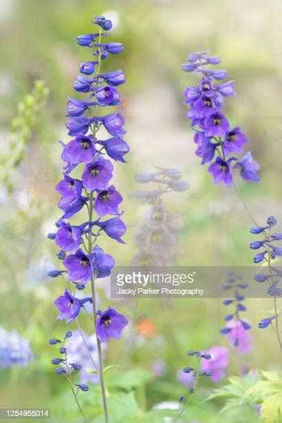 Delphiniums Photos And Premium High Res Pictures Getty Images